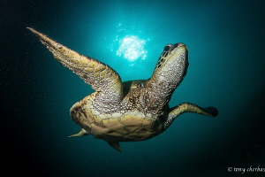 Honu Voodoo by Tony Cherbas 